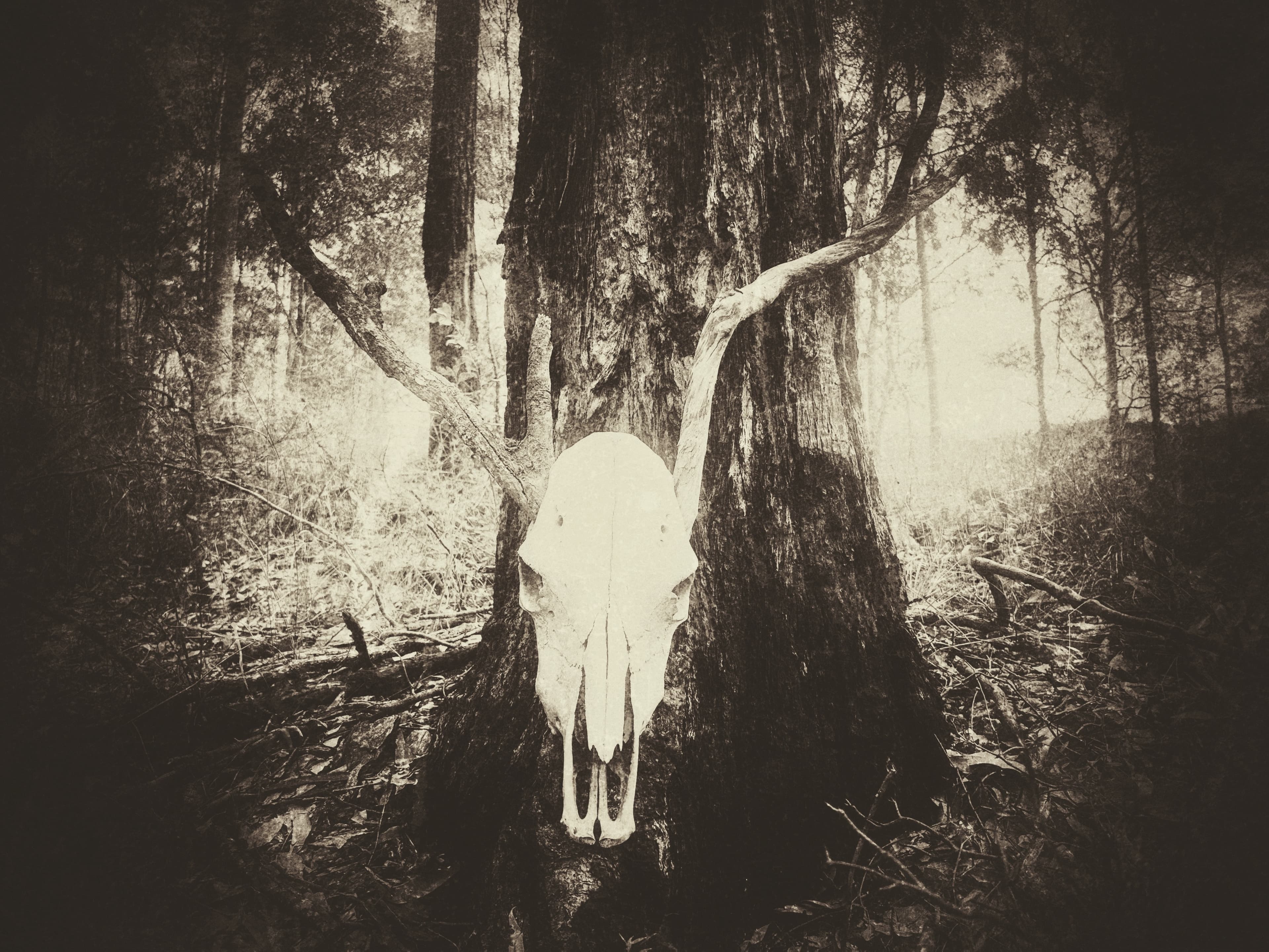 Dead Head Redemption
