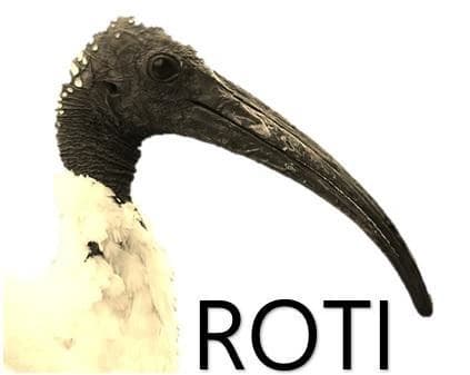 Rise of the Ibis