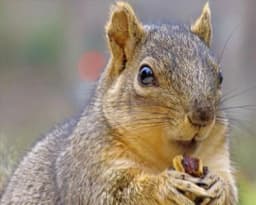 Mr Squirrel The Squirrel