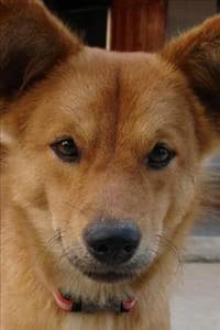 dogzuki