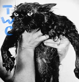 THE WEATHERED CATS