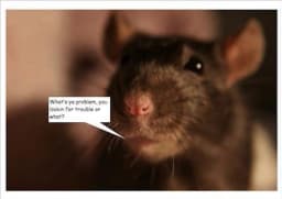Rude Rat