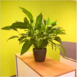 The House Plant Band