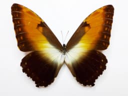 Sunset Morpho