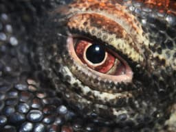 Komodo