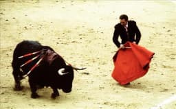 Bull Fight In Mexico