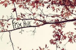 Fox Hill