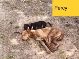 Percy