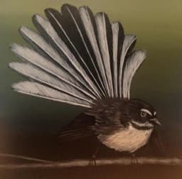 Piwaka