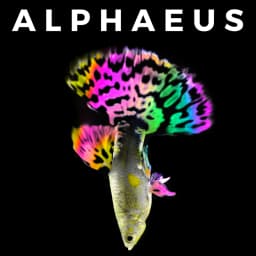 Alphaeus