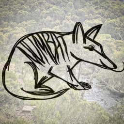 Numbat