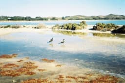 Sfearsss