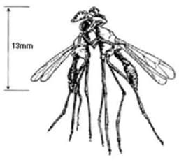 Dancing Flies
