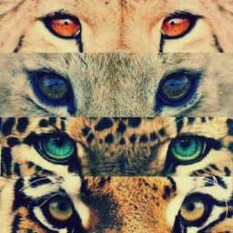Leopard Print Lions
