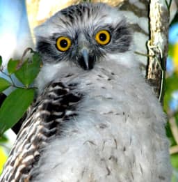 Mikey the Powerful Owlet