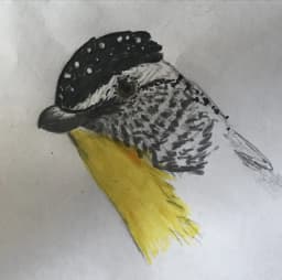 pardalote
