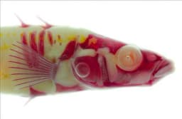 Stickleback
