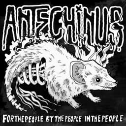 Antechinus