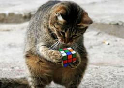 Rubiks Raw