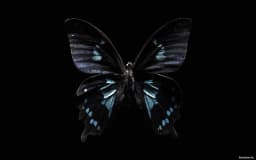 Dark Butterfly
