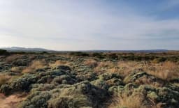 The Desert Parade