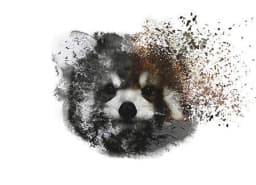 Red Panda