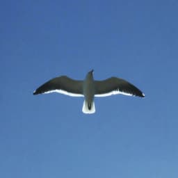 Ango