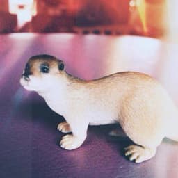 Lutra Lutra