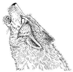Shout Like Wolves