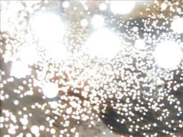 Fighting Lights