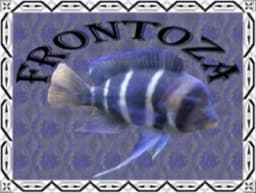 Frontoza