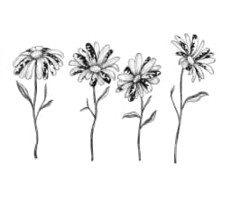The Stained Daisies