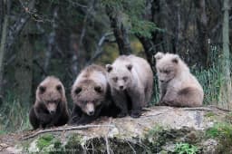 Grizzly and The Bears