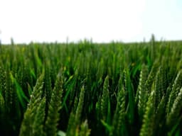 Canefields