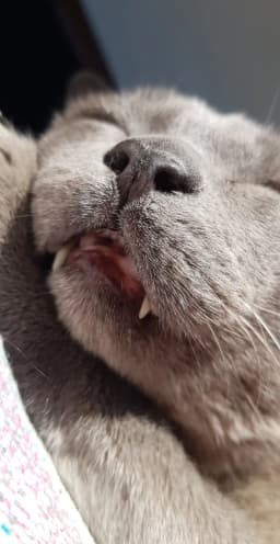 Angus Hogben