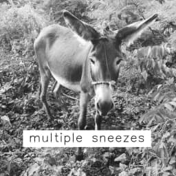 multiple sneezes