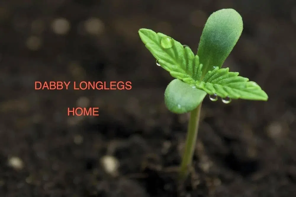 Dabby Longlegs
