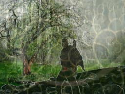 the lost bodhi