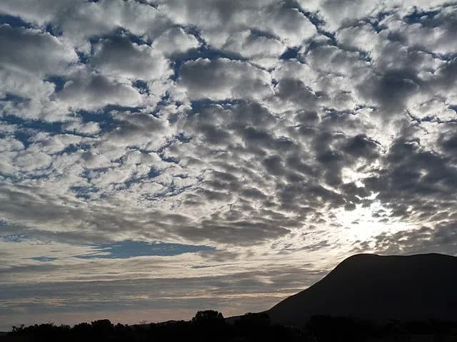 andorinha